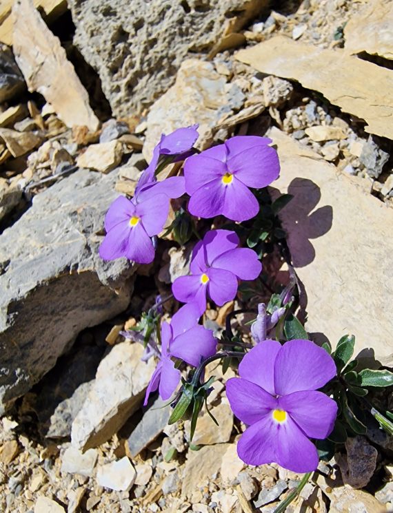 Viola cenisia - French Alps