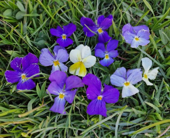 Viola calcarata French Alps