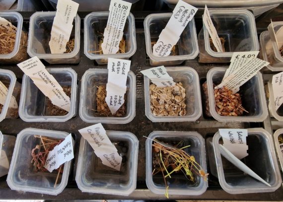 Collect seeds of alpines propagation