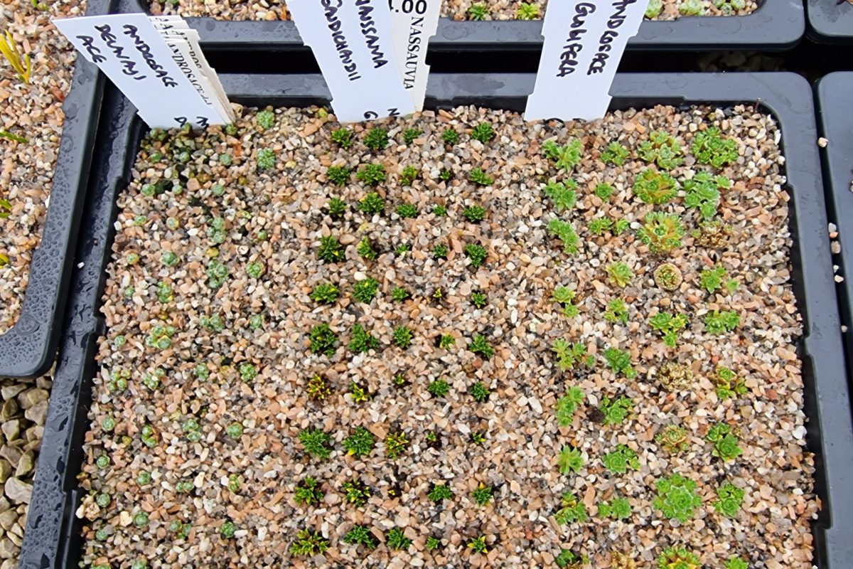 Tray of cuttings propagation