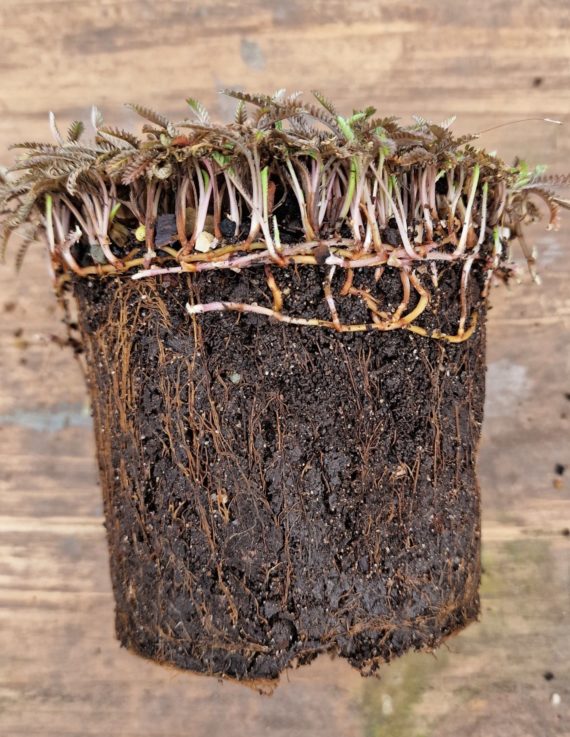 Leptinella squalida 'Platt's Black' division propagation pot