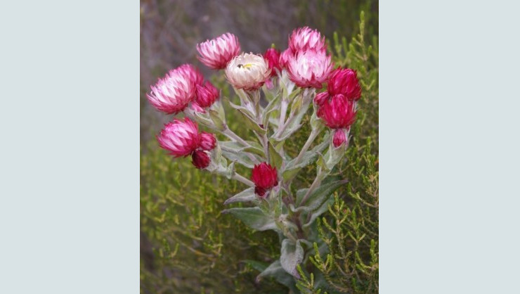 Helichrysum formosissimum online plant gardening lectures
