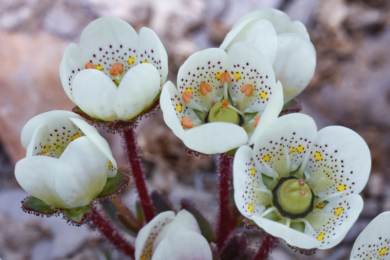 1st Prize Winner of Class 3 in our Photographic Competition 2019 - Saxifraga punctulata by Harry Jans