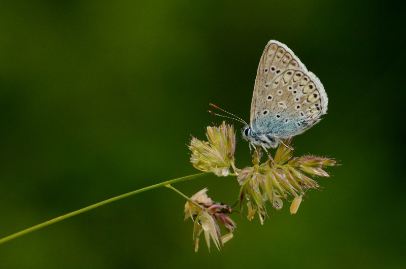 Class 6 (First Place) 2019: Tony Goode - Blue butterfly (Plebejus sp.). Meadows at Antagnes, Alpes Vaudoises, Switzerland: June 2019.
