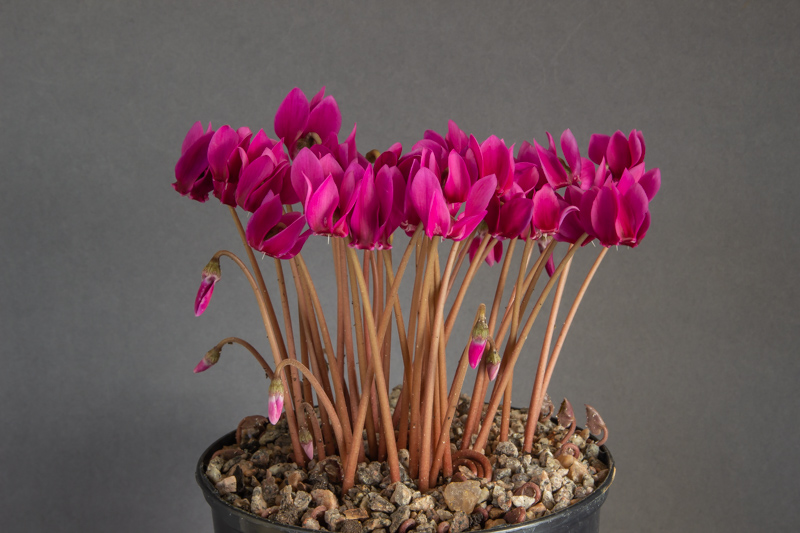 Cyclamen confusum 'Raspberry' exhibited by Roy Skidmore