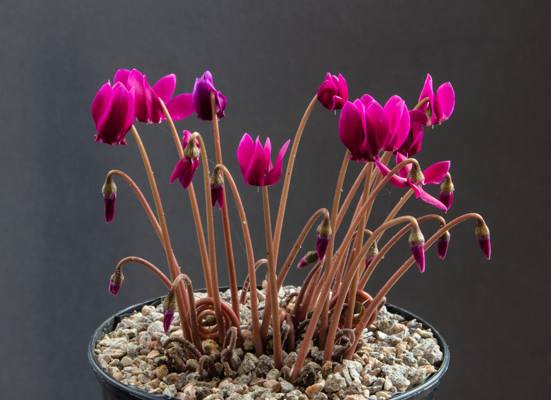 Cyclamen confusum exhibited by Roy Skidmore