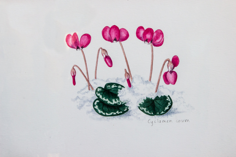 Cyclamen coum painted by Rannveig Wallis