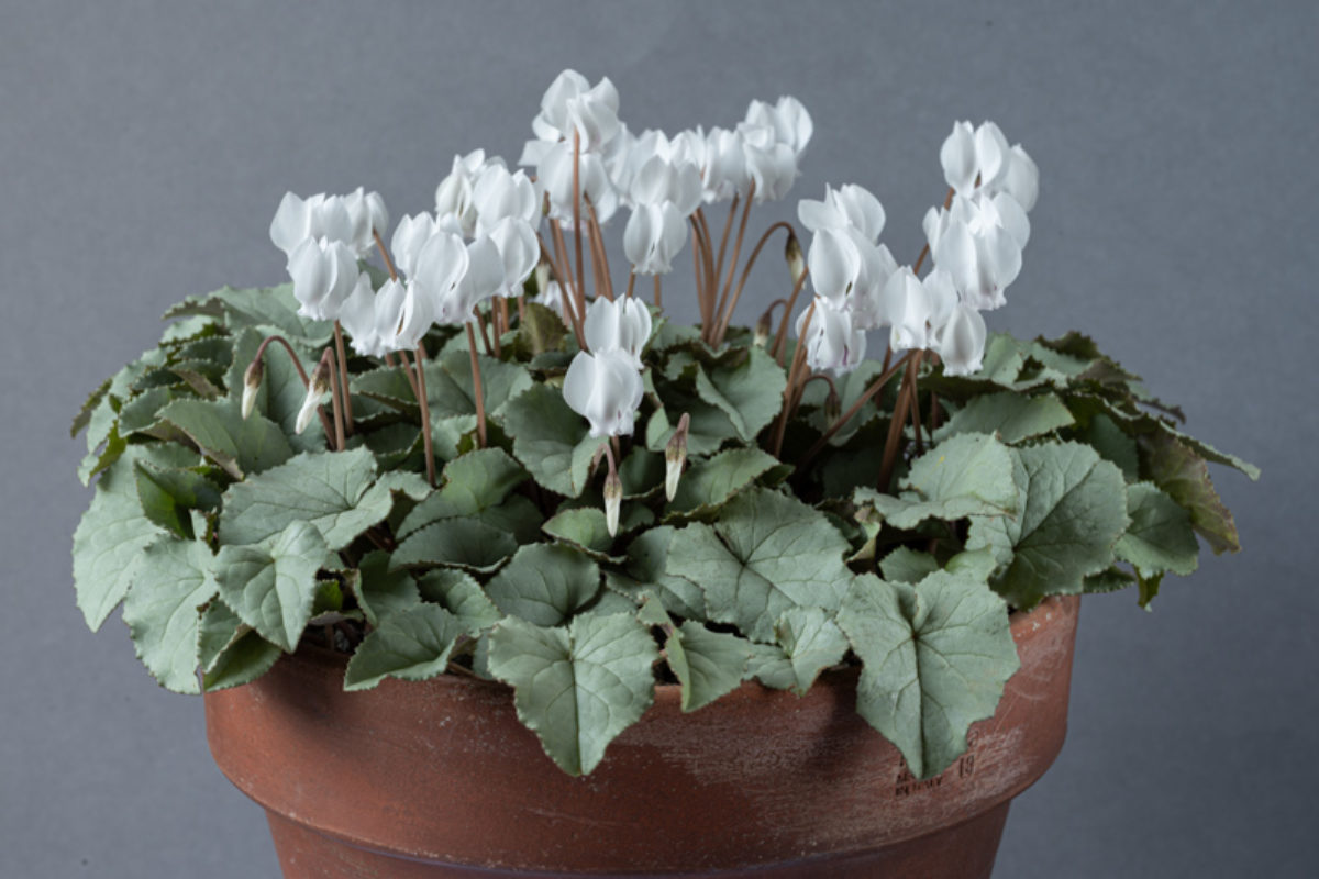 Cyclamen hederifolium Silver leafed group exhibited by Michael Wilson
