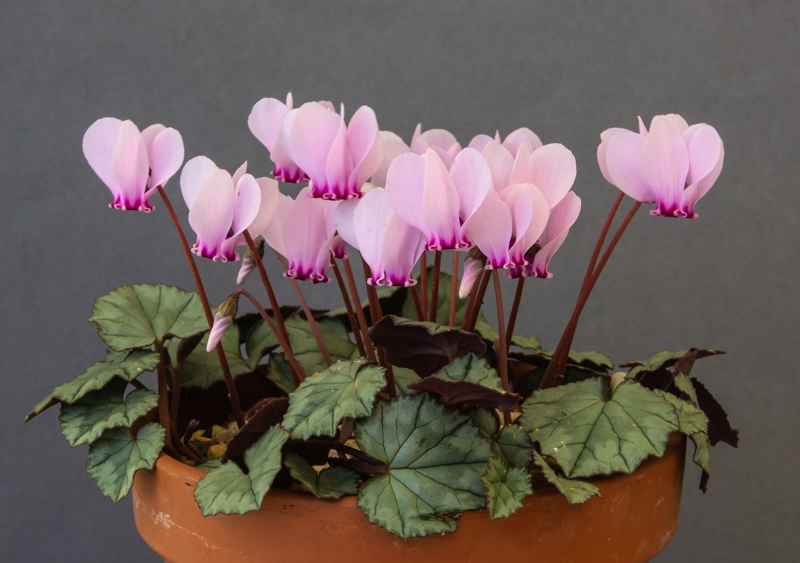 Cyclamen hederifolium exhibited by David Carver