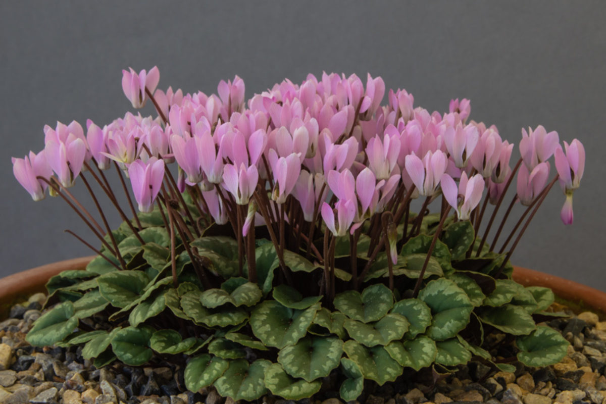 Cyclamen intaminatum exhibited by Ian Robertson wins the Farrer medal