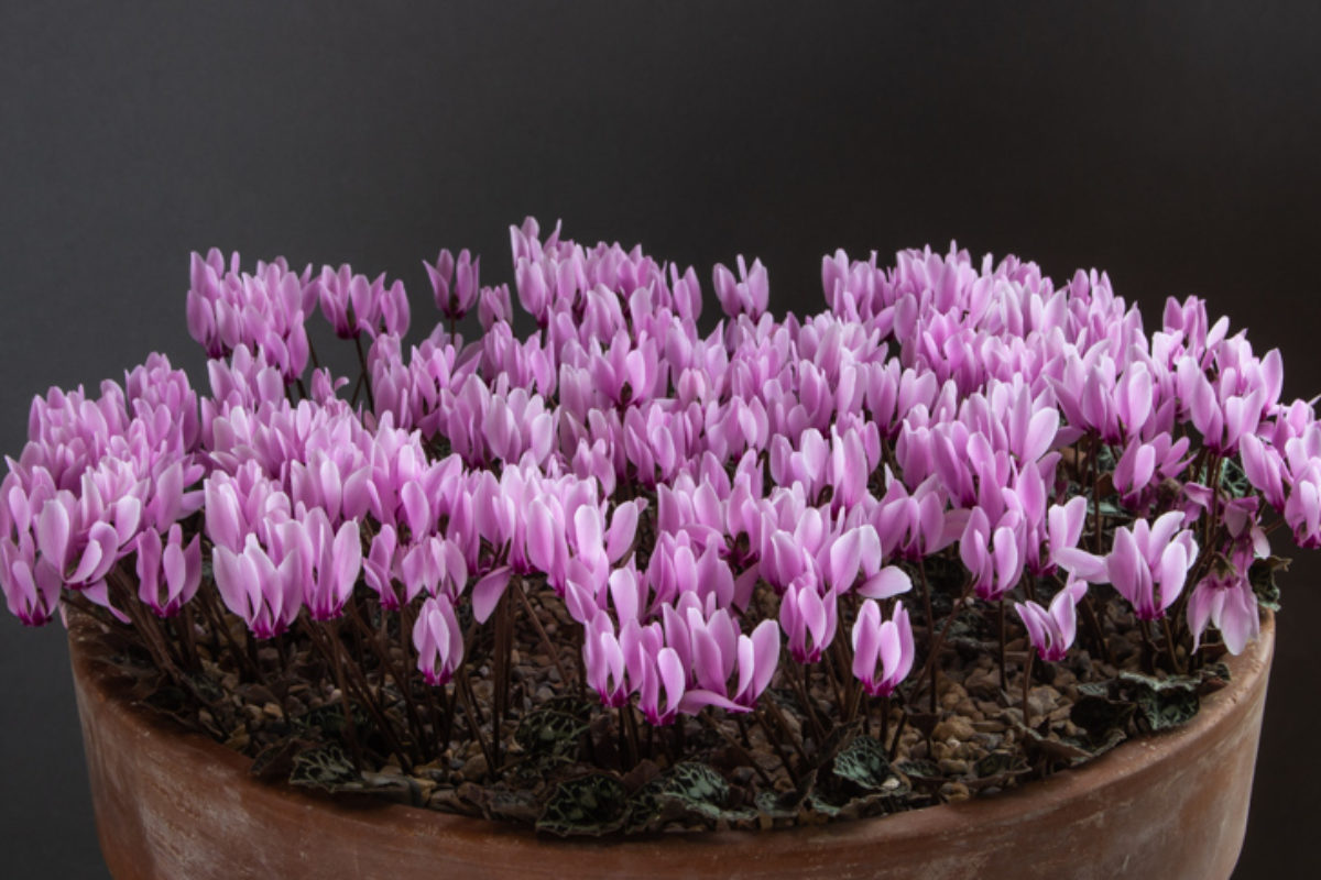 Cyclamen maritimum exhibited by Ian Robertson winning the Nottingham Group Trophy and the Farrer Medal