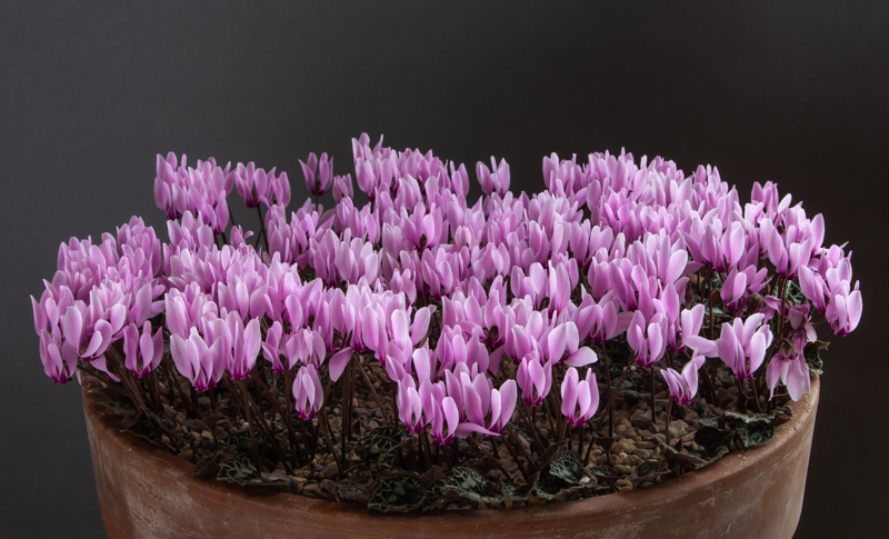 Cyclamen maritimum exhibited by Ian Robertson wins the Nottingham Group Trophy and the Farrer Medal