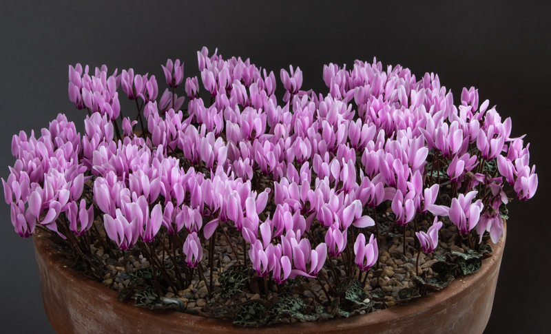 Cyclamen maritimum exhibited by Ian Robertson winning the Nottingham Group Trophy and the Farrer Medal