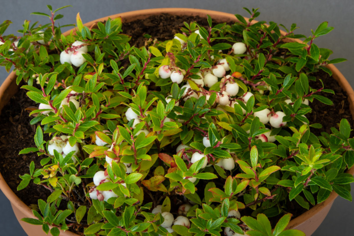Gaultheria itoana exhibited by Tom Green