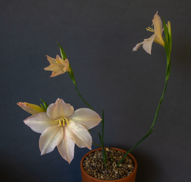 Gladiolus species exhibited by David Carver