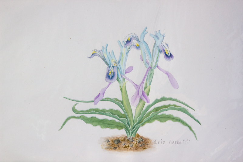Iris narbutii painted by Rannveig Wallis winning the Art & Craft Trophy