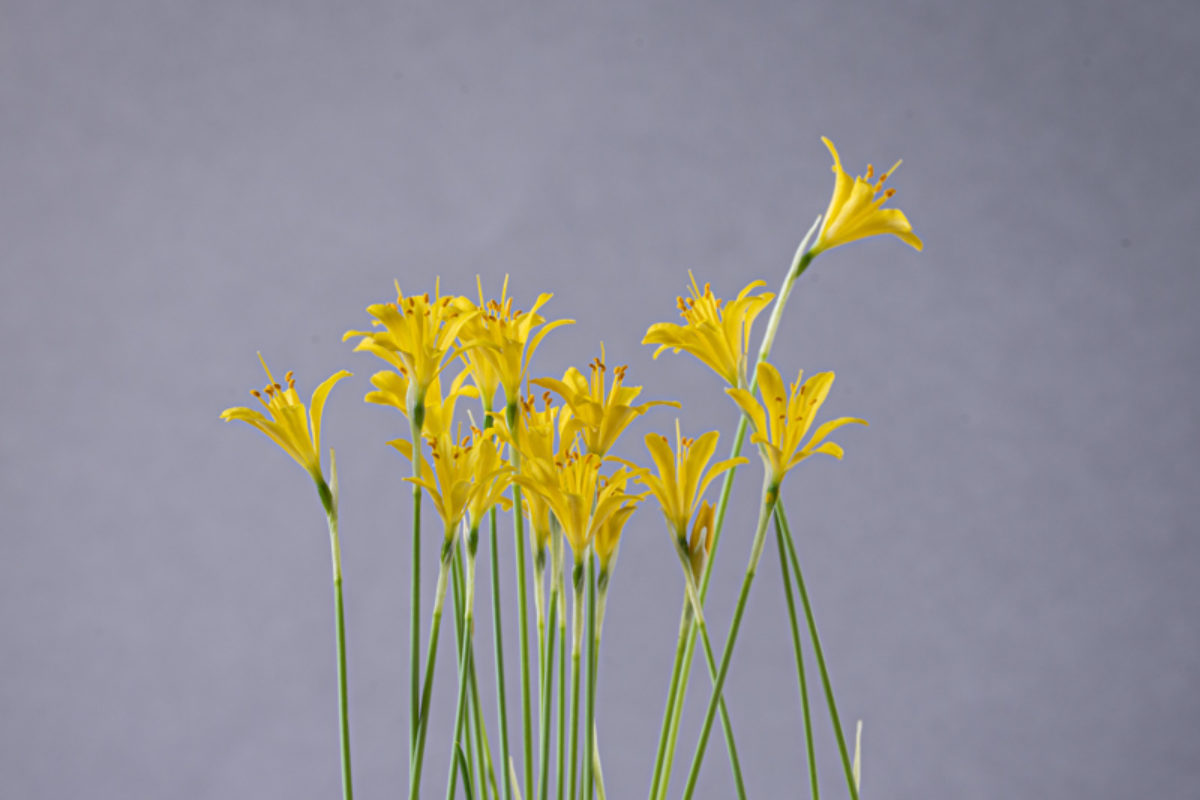 Narcissus cavanillesii exhibited by Bob & Rannveig Wallis