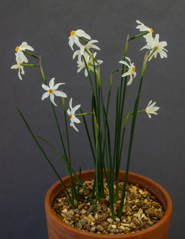 Narcissus elegans exhibited by Anne Wright