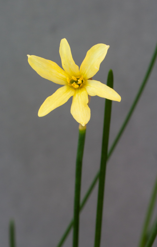 Narcissus x perezlarae exhibited by Jon Evans