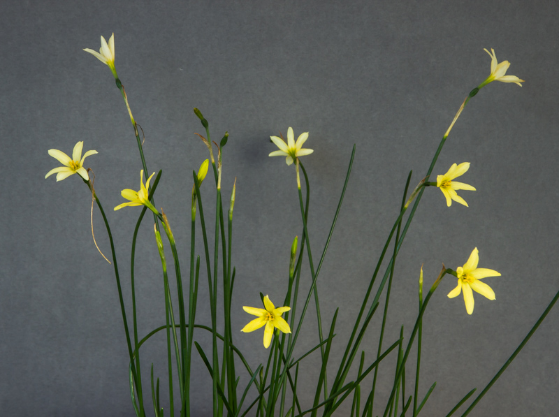 Narcissus x perezlarae exhibited by Jon Evans