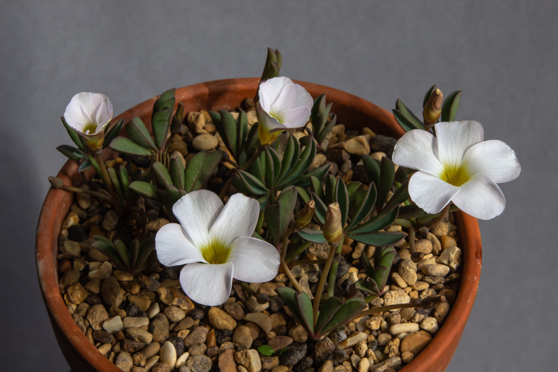 Oxalis flava white form exhibited by David Carver