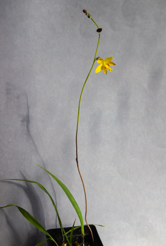 Spathoglottis affinis exhibited by Steve Clements