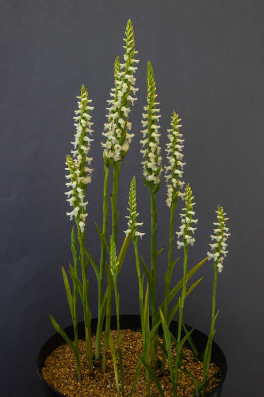 Spiranthes cernua Chadds Ford exhibited by Steve Clements