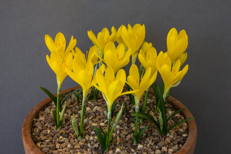 Sternbergia lutea Pamukkale exhibited by Don Peace