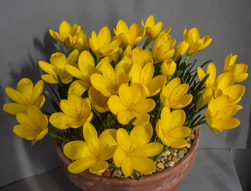 Sternbergia lutea exhibited by Michael Myers winning the Minera Trophy