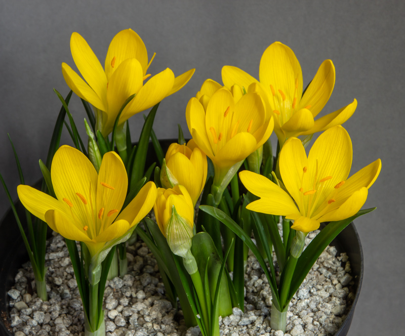 Sternbergia lutea exhibited by Sue Bedwell wins the Crosshall Goblet