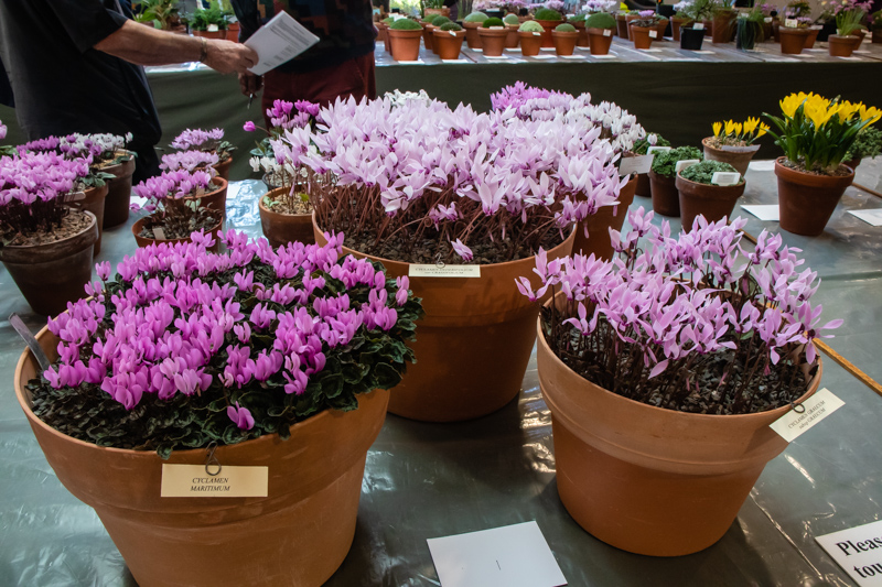 Three large pans of Cyclamen exhibited by Bob and Rannveig Wallis