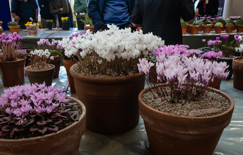 Three large pans of Cyclamen exhibited by Ian Robertson