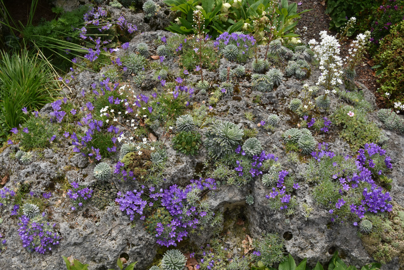 Photography Competition, Class 5 (First Place): Harry Jans - Large tufa rock with various alpines. Own garden in the Netherlands (May 2018)