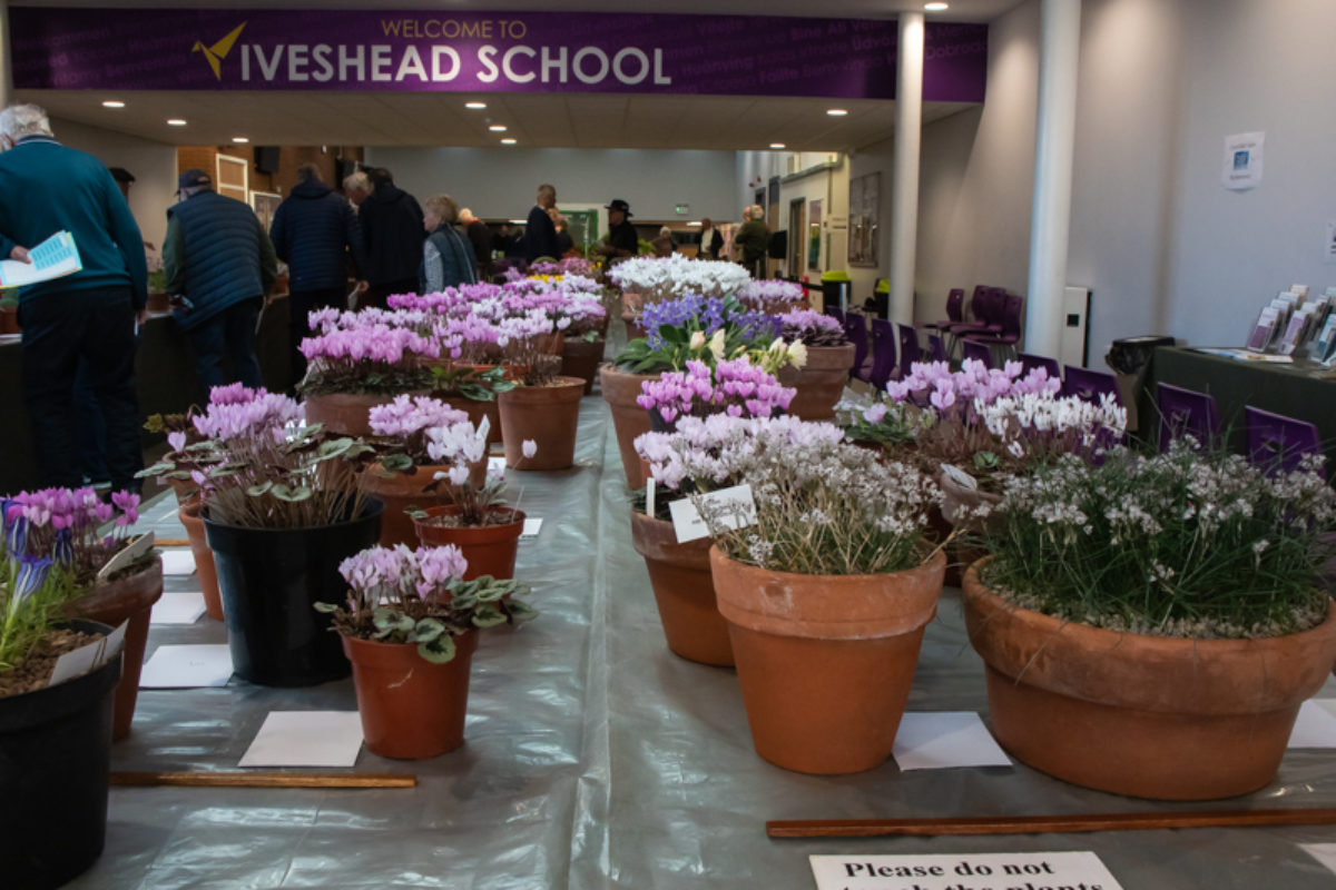 Massed cyclamen at the Loughborough Autumn Show
