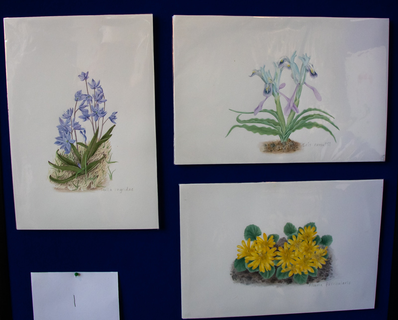 Three portraits of alpine plants exhibited by Rannveig Wallis