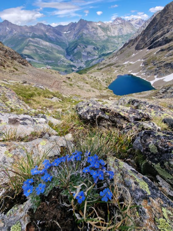 Eritrichium nanum in the Western Alps AGS Tour
