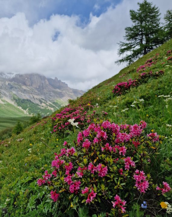 Rhododendron ferrugineum on the Lautaret Pass Western Alps wildlife tour