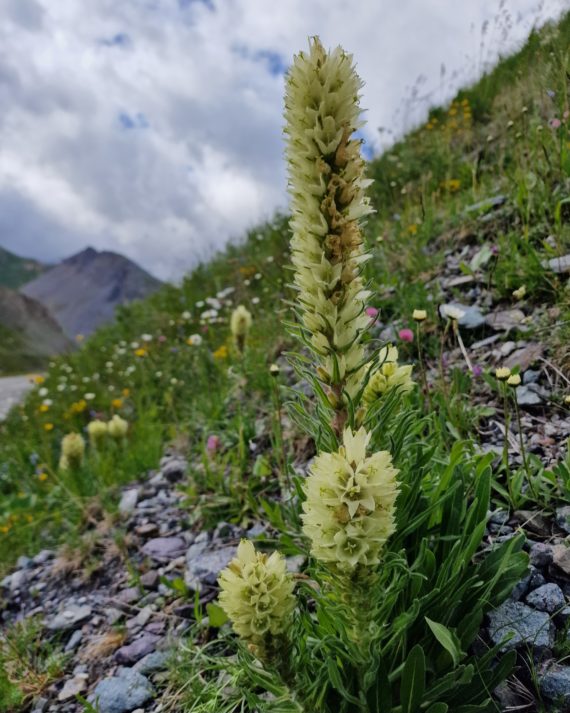 Campanula thyrsoides Western Alps wildlife tour