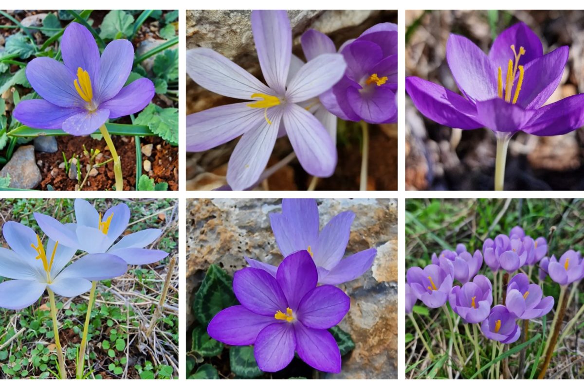 A selection of wild forms of Crocus goulimyi in the Peloponnese - credit Razvan Chisu