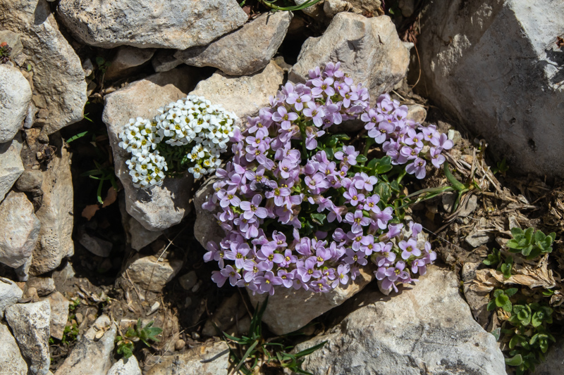 Thlaspi rotundifolium & Pritzelago alpina
