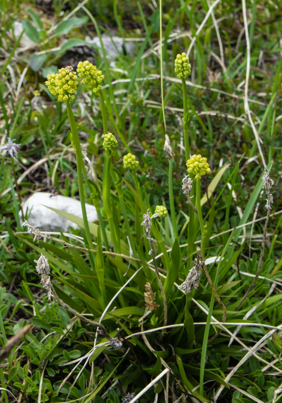 Tofieldia calyculata