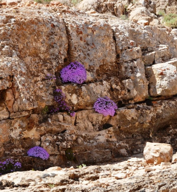 Dionysia bryoides dwelling on bare cliffs in Iran