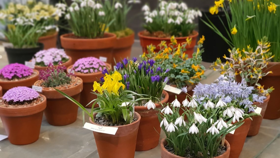 Early alpines at the AGS South Wales Show 2022 - credit Razvan Chisu