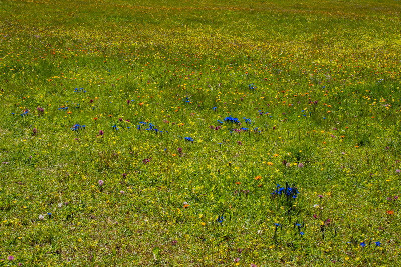meadow full of flowers