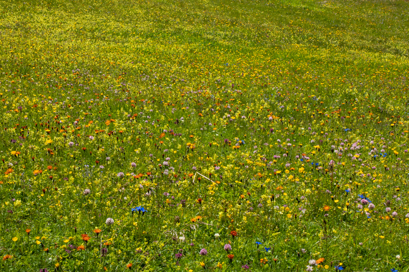 meadow full of flowers