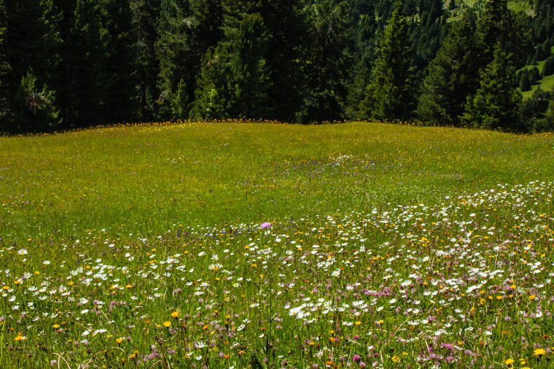 meadows full of flowers
