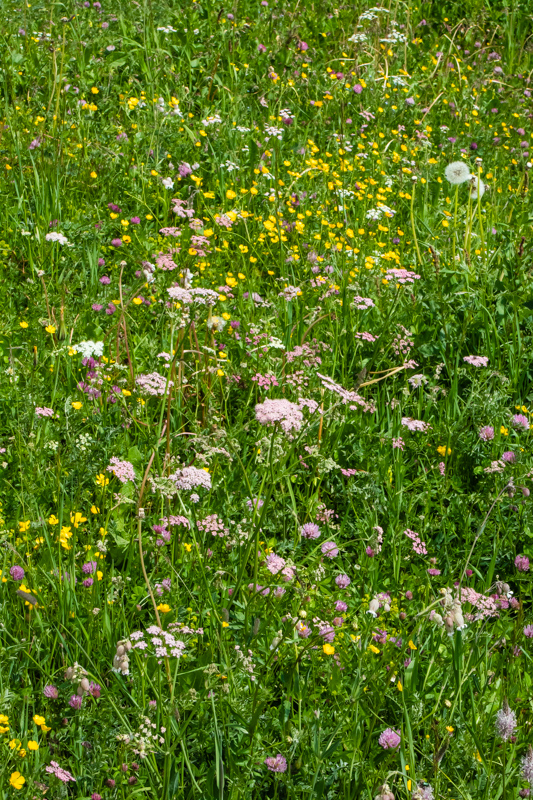 Meadow with Pimpinella and Buttercups