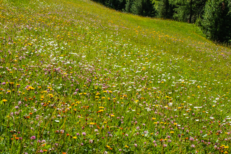 meadows full of flowers