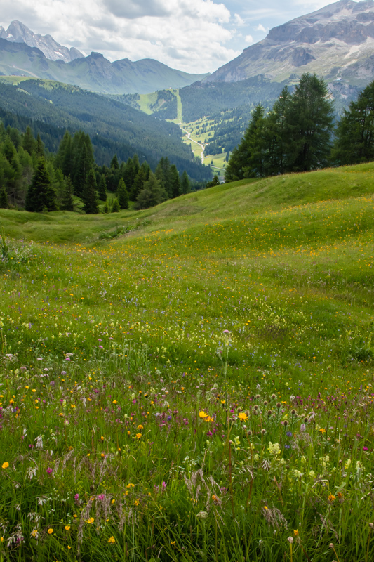 mountain meadow