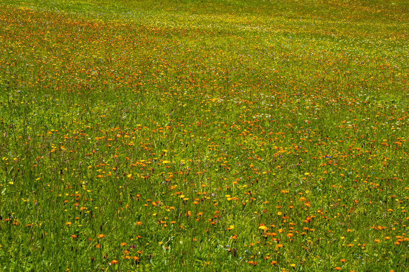 mountain meadow with Crepis aurea